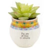Natural Life Faux Succulent All Kinds Of Amazing Mini Planter, 2" -Lovely Souvenir Store All Kinds of Amazing Mini Planter With Faux Succulent PLNT083 01