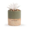 Demdaco Just Because Succulent Oil Diffuser -Lovely Souvenir Store Demdaco Just Because Flower Succulent Oil Diffuser 1004540041 01