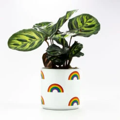 Lovely Souvenir Store -Lovely Souvenir Store Rainbow Icons on White Planter 115440 02
